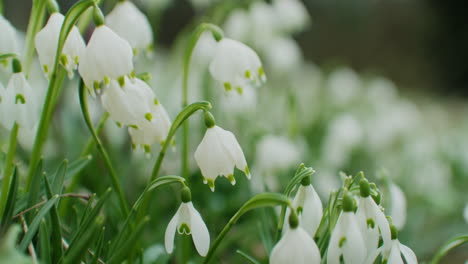 handheld close up shot of a field of snowdrops