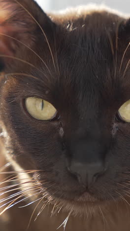 portrait of a cat. big eyes of a burmese cat looking on camera. face of adorable pedigree pet. close-up. vertical video