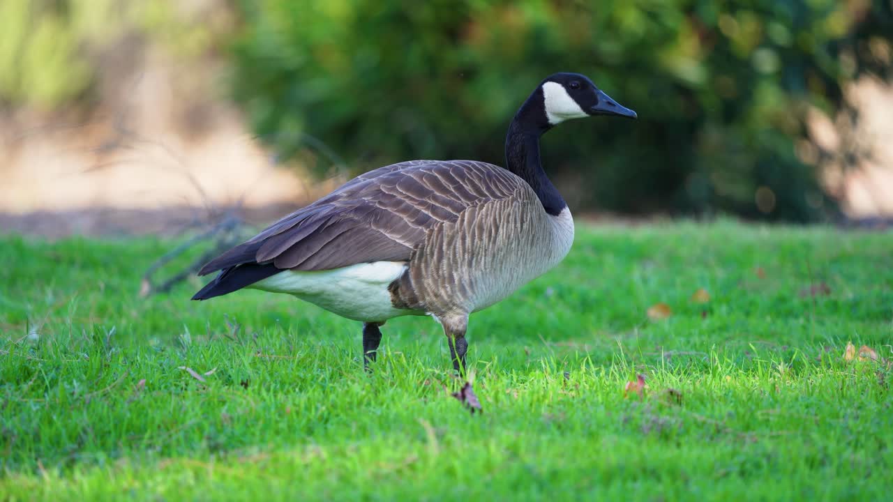Un Canada Goose pascola sull'erba al Castaic Lake, California