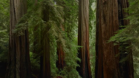 majestic giant redwood forest