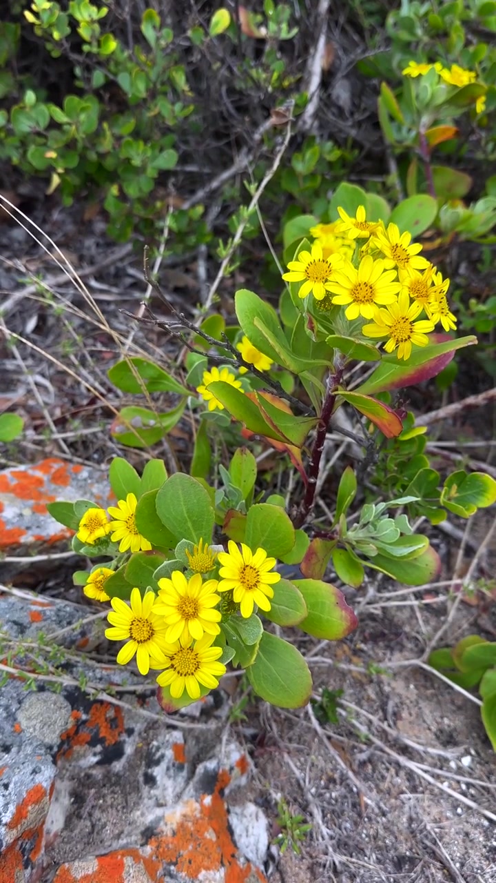 Bietou giallo brillante o "bush tick-berry" (Osteospermum moniliferum) che fiorisce tra il terreno roccioso a Cape Point, Sudafrica