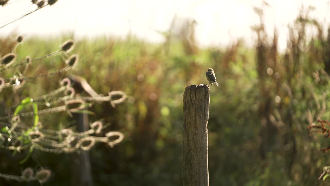 gran pájaro tit aterriza hermosamente en una rama en un jardín de primavera soleado volando elegantemente pequeño pájaro de canción