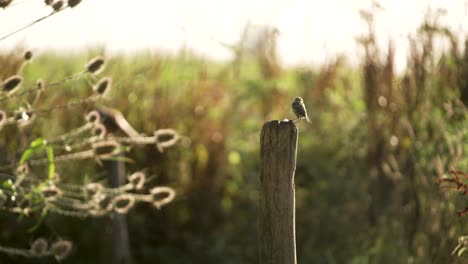 Great-Tit-Bird-Lands-beautifully-on-a-Branch-in-a-Sunny-Spring-Garden-Flying-Elegantly-Small-Song-Bird