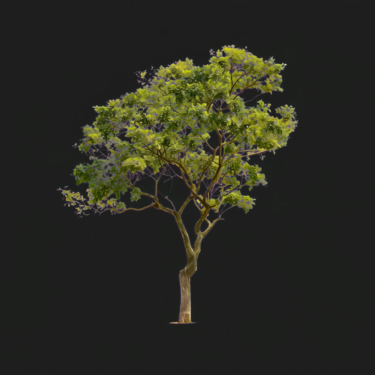 Tree moving in the wind animation isolated asset, transparent 4K video, alpha channel, ProRes 4444