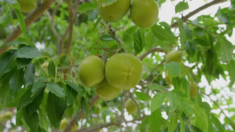 medium close up shot of osage orange hanging off a tree with multiple fruits hanging together