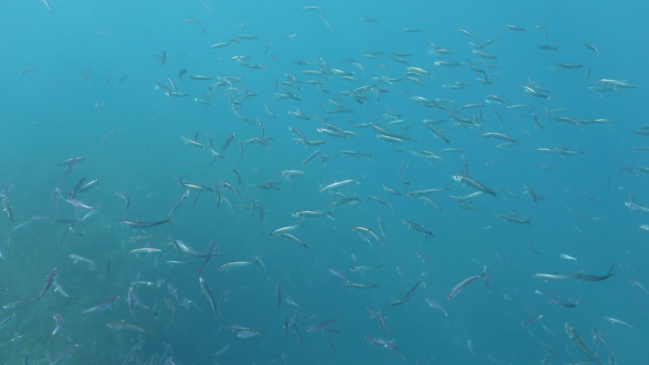 아조레스 제도의 맑고 푸른 바다에서 수영하는 큰 고등어 떼