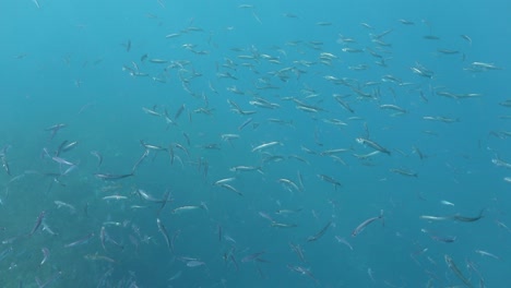 Gran-Escuela-De-Peces-Jurel-Azul-Nadando-En-El-Océano-Azul-Claro,-Azores