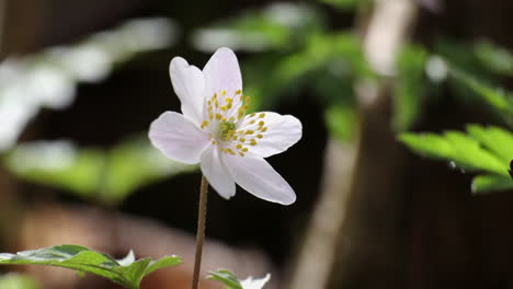 Delicadas-Flores-Blancas-De-Anémona-Silvestre-Florecen-Bajo-El-Sol-De-Primavera-En-Madera-Inglesa