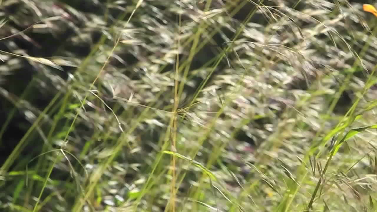 바람에 날리는 풀 클로즈업 2