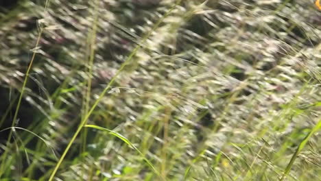 a close up of grasses blowing in the wind 2