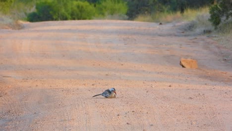 una toma amplia de un hornbill de pico rojo bañándose en el polvo en medio de un camino de tierra, el parque nacional kruger.