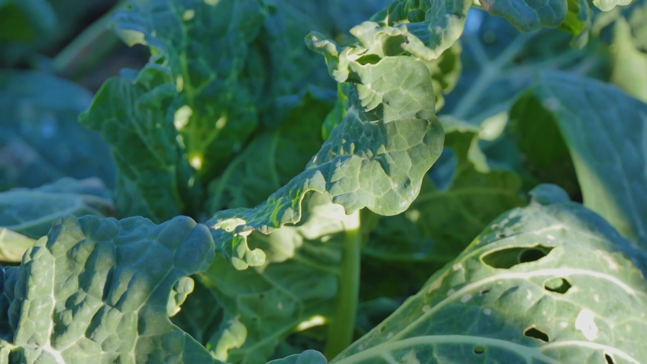 Green leafy vegetable in a veggie patch