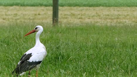 ein storch, der nach etwas zu essen sucht, wandert durch das bild