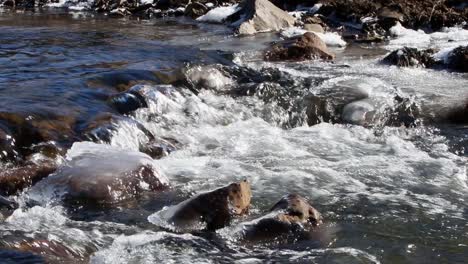 small rapids flowing past ice covered rocks in early spring