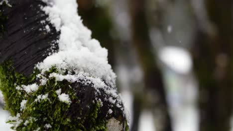 tronco de árbol cubierto de nieve