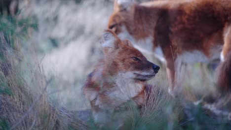 increíble toma de tres dhole salvajes en la naturaleza