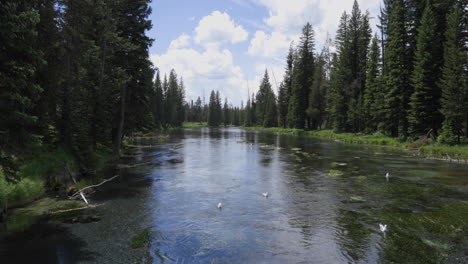 Foto-Fija-De-Una-Bandada-De-Charranes-Nadando-En-La-Superficie-Del-Río-Henrys-Fork