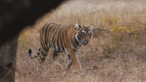 Tigre-Real-De-Bengala-En-El-Bosque-Salvaje-De-La-India