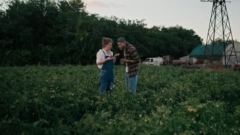 Una-Chica-Campesina-Segura-De-Sí-Misma-Con-Un-Mono-De-Mezclilla-Y-Un-Chico-Con-Barba-Que-Intenta-Cosechar-Tomates-Mientras-Están-Parados-Entre-Las-Plantas-En-El-Campo-De-La-Granja