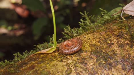 A-millipede-on-a-fallen-trunk-of-the-Tangarana-tree-curls-up-as-if-dead-from-the-attacks-of-the-fire-ants-protecting-the-tree