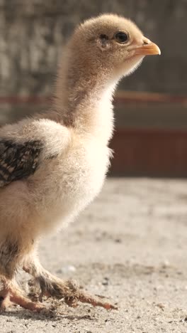 chirping baby chickens engaging in vocal communication on a concrete surface