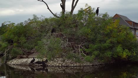 flock of great cormorants on a bushy green island around a pond on a cloudy autumn day