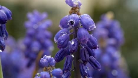 Tilt-down-of-pretty-bell-flower-in-purple-color-and-raindrops-after-rain-in-summer