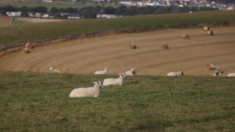 Schafe-Liegen-Auf-Der-Weide,-Landwirtschaft,-Heu,-Feld,-Viehzucht,-Fleischindustrie,-Nutztiere