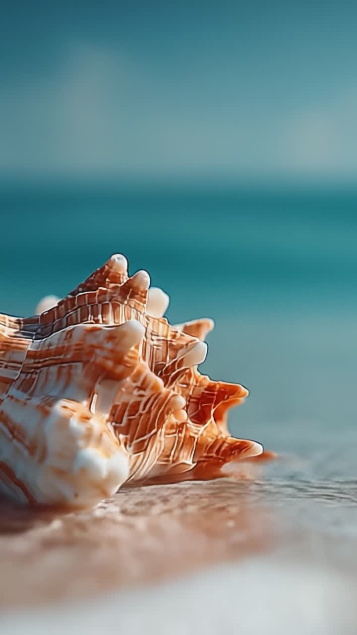 A Tranquil Close-up of a Beautiful Shell Resting on the Shoreline, Captured in Golden Light with Gentle Waves in the Background