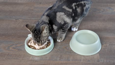 a young dark brown tabby cat eating from a bowl of kibble with pâté on top, his his water bowl next to it