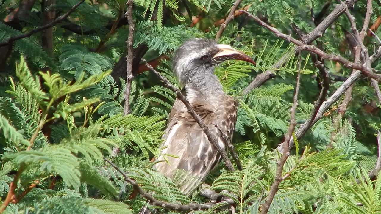 a African Grey Hornbill Grooming itself in a thorn tree