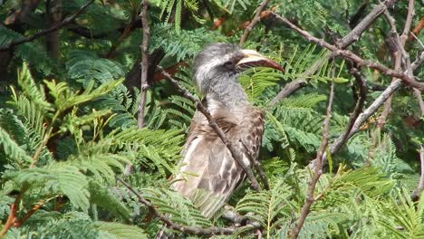 a african grey hornbill grooming itself in a thorn tree