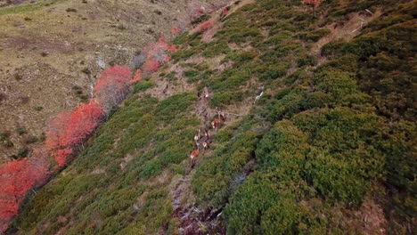 Luftaufnahme-Eines-Rudels-Weiblicher-Hirsche,-Die-Auf-Einem-Malerischen-Bergpfad-Umherstreifen