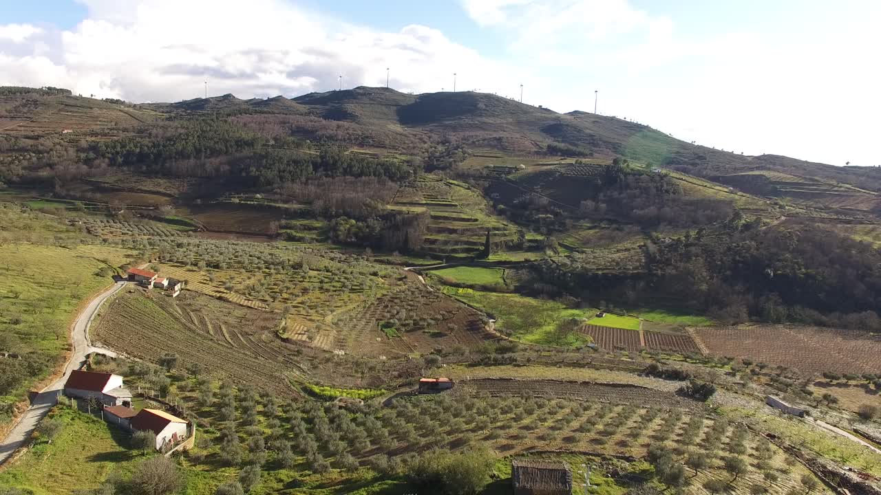 volando sobre el campo de olivos al atardecer