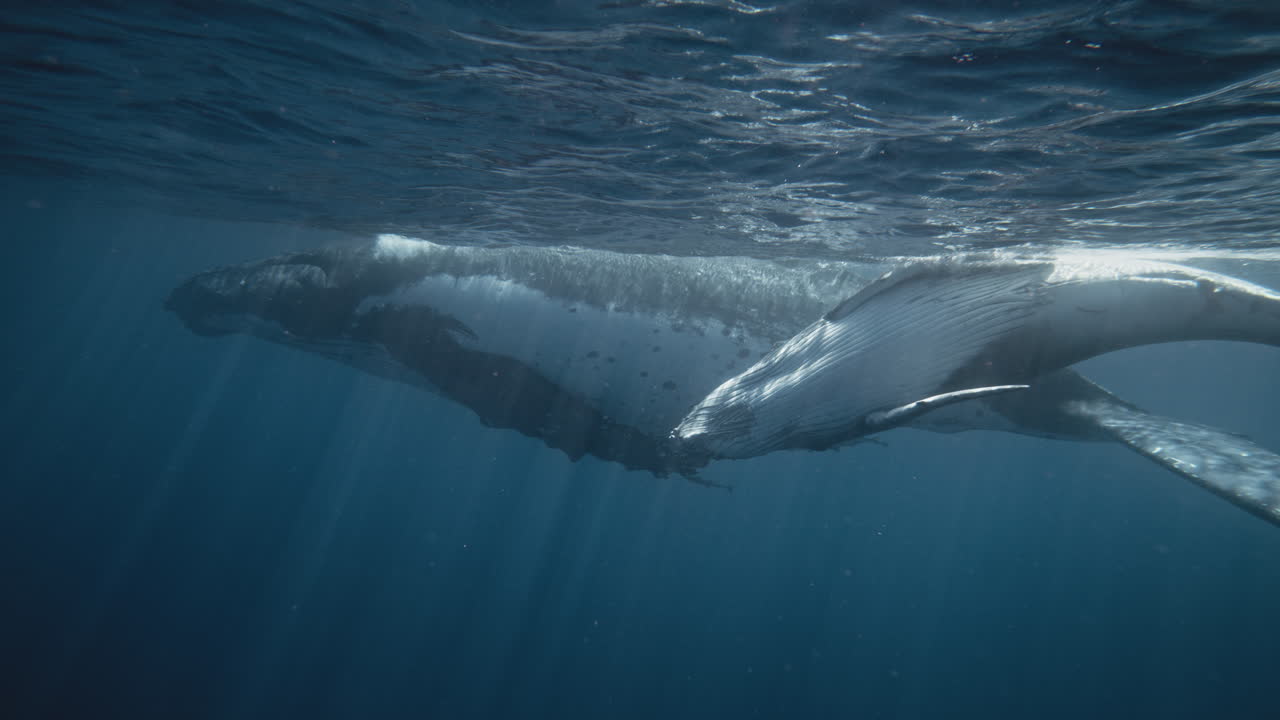 Humpback whale family plays at surface as mother protects calf in Tonga
