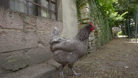 dark-furred chicken next to stone construction