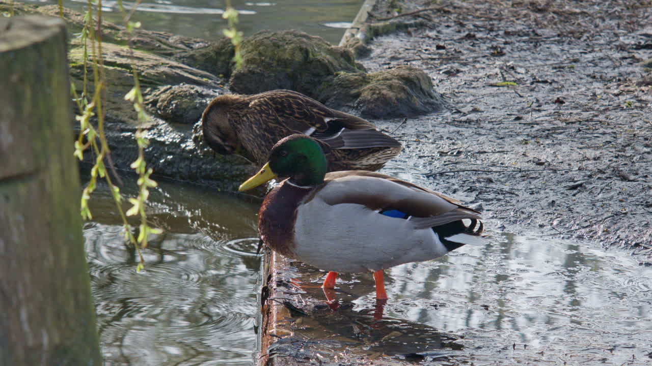 Due germani reali, uccelli acquatici, vicino all'acqua del fiume in una giornata di sole, vista ravvicinata della fauna selvatica.