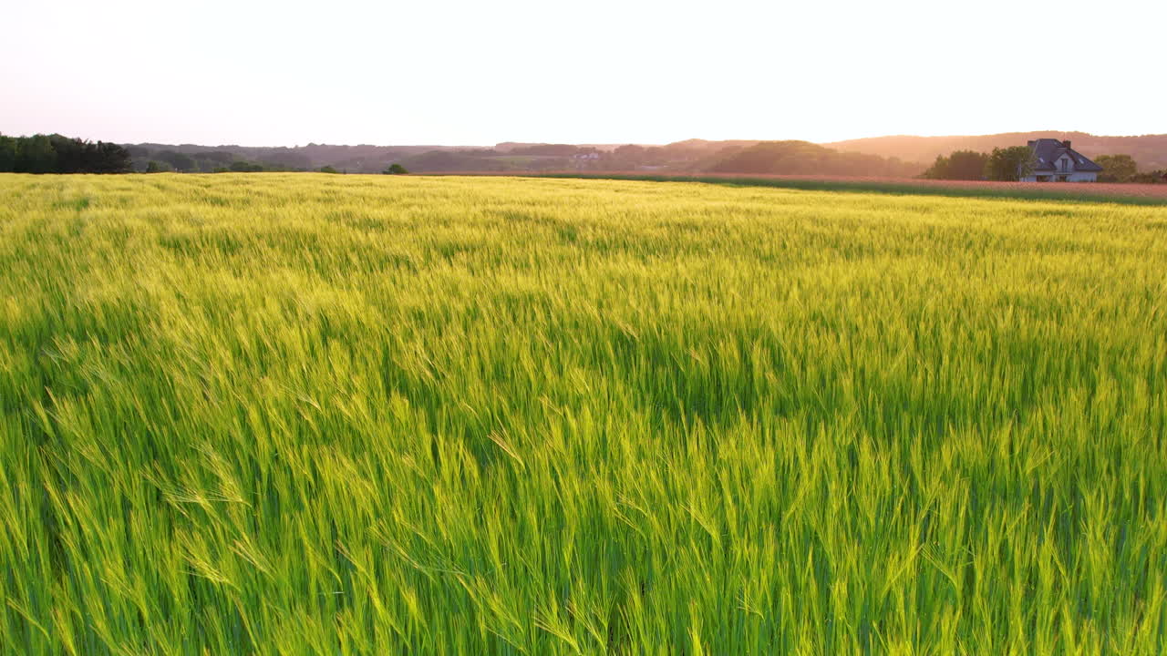 Aerial forward view of wheat field
