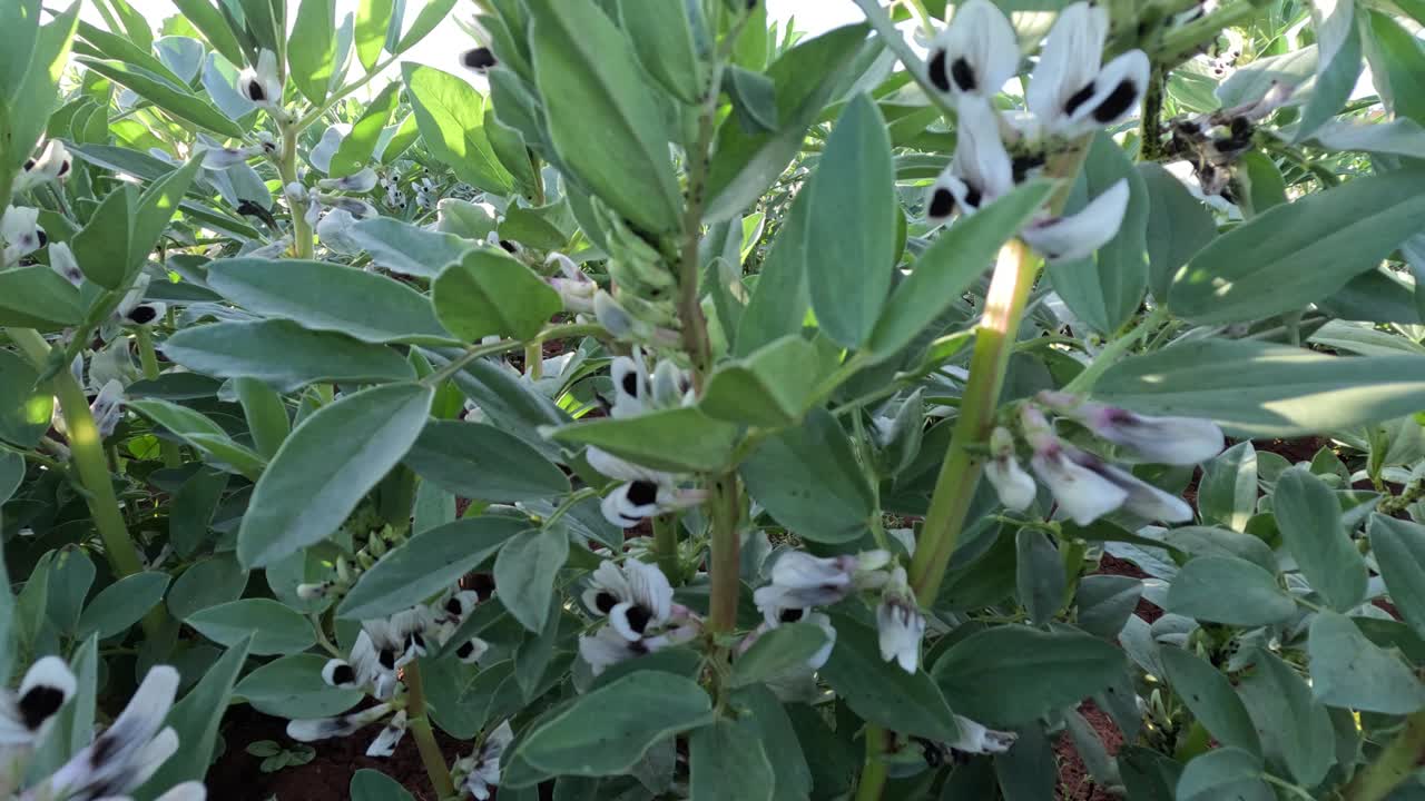 Tanaman kacang faba berbunga dengan bunga putih dan bintik hitam tumbuh di ladang, menunjukkan daun lebar dan batang tegak, menyoroti produksi tanaman legum, fiksasi nitrogen, dan pertanian berkelanjutan.