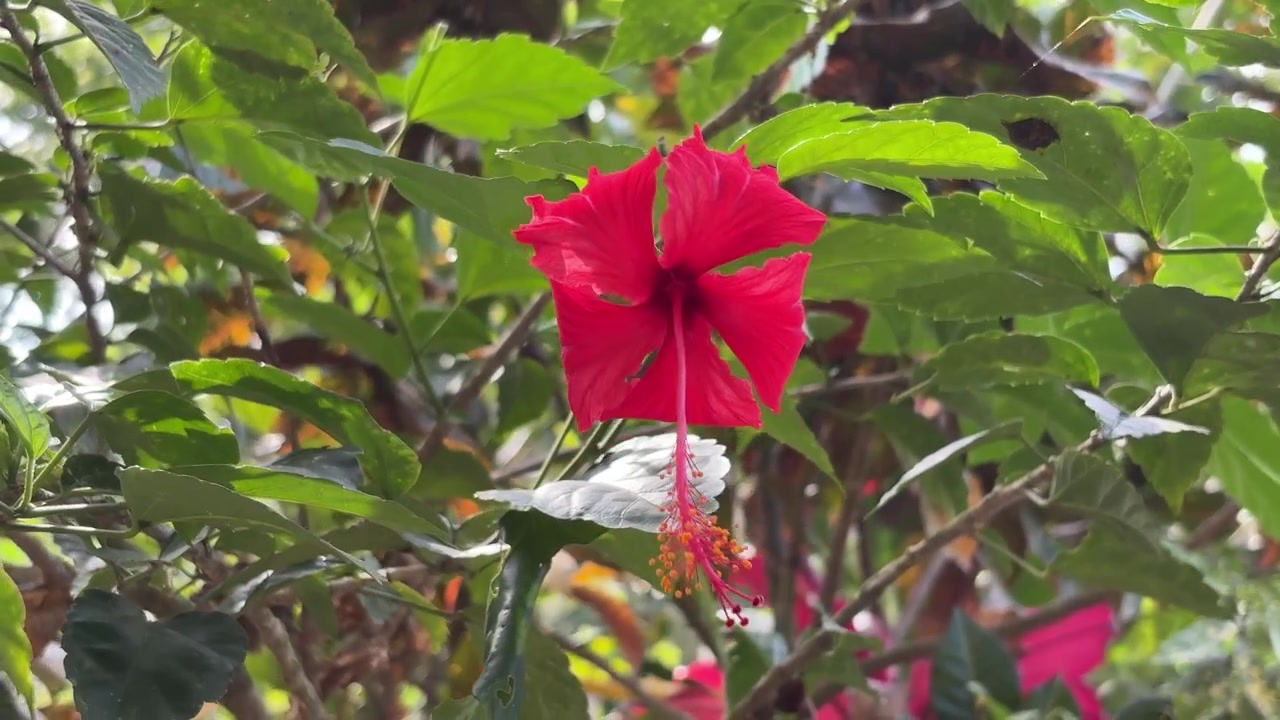 Fiore di ibisco rosso vibrante che sboccia in un giardino lussureggiante