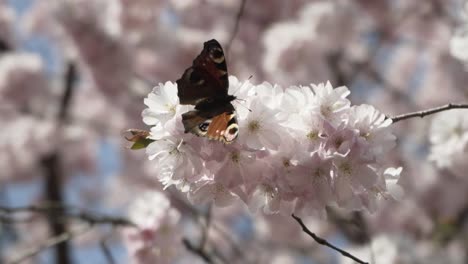 butterfly eating nectar from a japanese tree