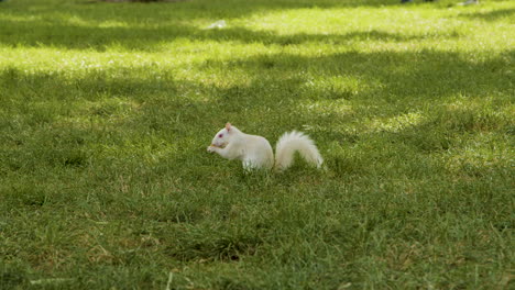 Ein-Albino-Eichhörnchen-Mit-Weißem-Fell-Und-Roten-Augen-Berührt-Eine-Nuss-Oder-Einen-Großen-Samen,-Bevor-Es-Es-In-Den-Mund-Steckt-Und-Aus-Dem-Bild-Springt