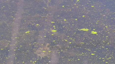 a mediterranean pond turtle swimming under the surface