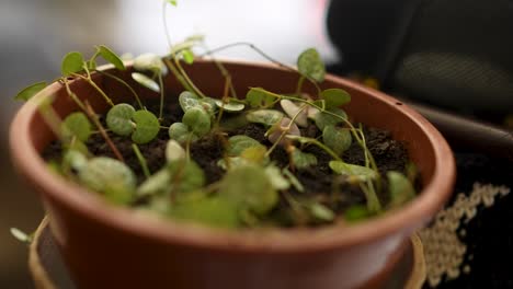 small pot indoor home plant close-up shot