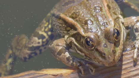 foto macro de rana salvaje sosteniendo con las manos en la madera y colgando las piernas en el agua