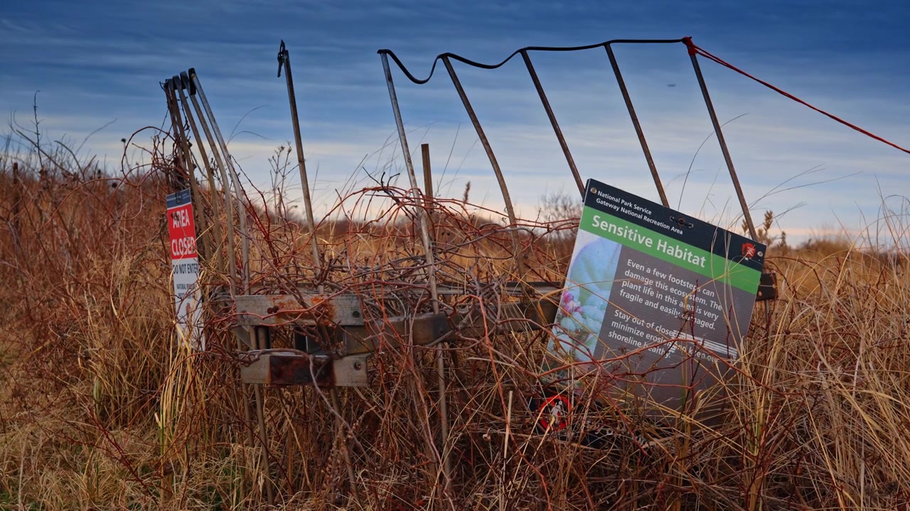 Sensitive habitat sign in Gateway National Recreation Area dunes. National Park Service sign protecting sensitive habitat among dry grasses on a New York coastal dune.