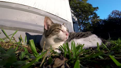 cat sleeping in the grass