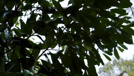 cacerola de cámara lenta bajo hojas de bosque oscuro con cielo detrás