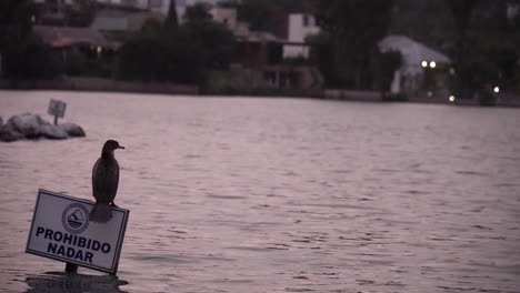 Birds-on-lake-in-Lima,-Peru