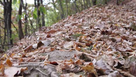 Hojas-De-Otoño-Secas-Caídas-En-El-Bosque-En-Un-Día-De-Otoño